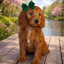 Bella - Red  female Goldendoodle puppy in Valdosta, Georgia from Designer Doodles of South GA