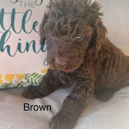 Boy ( brown) - Chocolate male Labradoodle puppy in Lowville, New York from Pleasant View Labradoodles and micro cockapoos