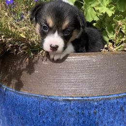 Pembroke Welsh Corgi Puppies from Whistling Wind Corgi’s