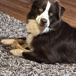 Australian Shepherd All Grown Up from Happy Leo’s Australian Shepherds