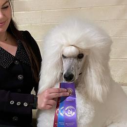 Poodles from Dan DS