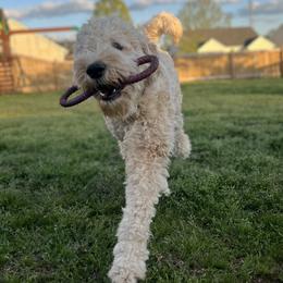 Leo - Goldendoodle