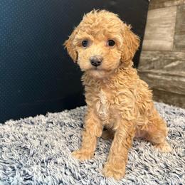 Pippy - Red  female Poodle puppy in Osseo, Michigan from Paws in the Country