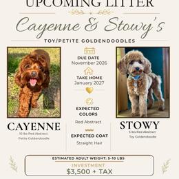 Goldendoodle puppies from Walk with Me Doodles