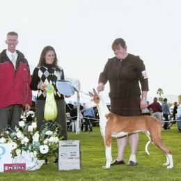 Ibizan Hound and Manchester Terrier All Grown Up from Ahram Ibizan hounds and Manchester Terriers