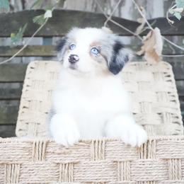 Amethyst - Blue merle female Australian Shepherd puppy in Victoria, Texas from Silvermist Australian Shepherds