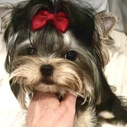 Valentina - Maltese