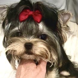 Valentina - Maltese