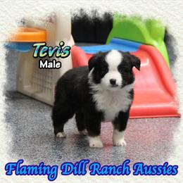 Tevis - Black tri male Toy Australian Shepherd puppy in Forestburg, Texas from Flaming Dill Ranch Aussies