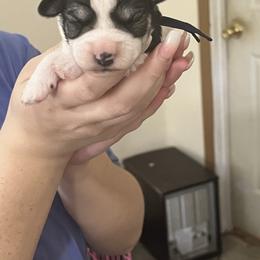 Girl 1 - Parti female Miniature Schnauzer puppy in Carriere, Mississippi from Sassy Schnauzers