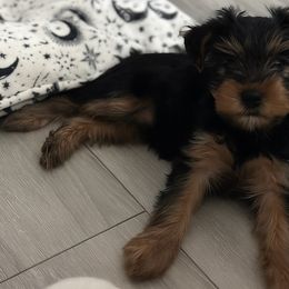 Salem - Black and tan male Yorkshire Terrier puppy in Surprise, Arizona from Taylored Pups
