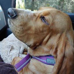 Basset Hound Puppies from Orange Mountain Basset Hounds