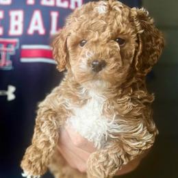Timber - Red  male Goldendoodle puppy in Runaway Bay, Texas from Green Ranch Doodles