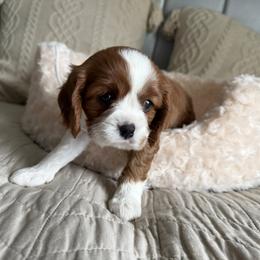 Girl 3 - Blenheim female Cavalier King Charles Spaniel puppy in Spokane Valley, Washington from Olga's Cavalier King Charles Spaniels