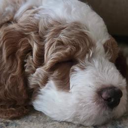 Goldendoodles from Elevated Goldendoodles