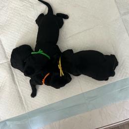 Yellow - Black male Labrador Retriever puppy in Monticello, Georgia from Hollow Meadows Retrievers