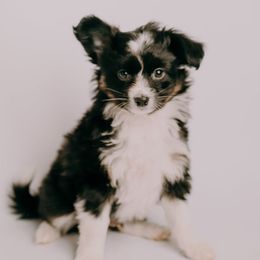 Sporty Mix Puppies from Ebonheart Kennel