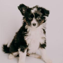 Sporty Mix Puppies from Ebonheart Kennel