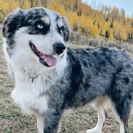 Aussiedoodles and Miniature Australian Shepherds from Go West Mini Aussies