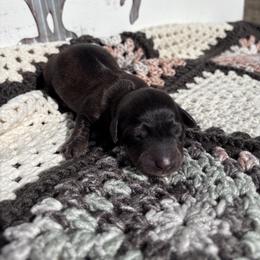 Dachshund Puppies from A Anchor Farm