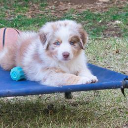 Australian Shepherd Puppies from Dream E River Ranch