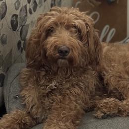 Sutton - Goldendoodle