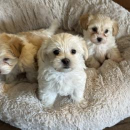 Sugar - White female Morkie puppy in Tucson, Arizona from Sun-Kissed Morkies