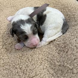 Purple collar girl - female Newfypoo puppy in Fairfield, California from Twin Sisters Doodles