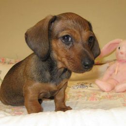 Dachshunds from Pleasantdachs Minis