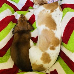 Dachshund Puppies from HP Dachs