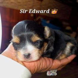 Sir Edward - Parti male Yorkshire Terrier puppy in Eastpointe, Michigan from TLC Kennels TenderLittleCuties