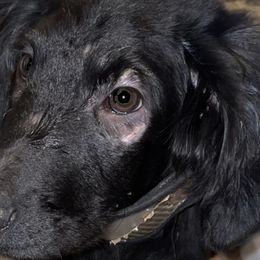 Star - Goldendoodle puppy from Zeusthemoosedoodles