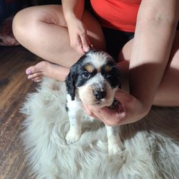 English Springer Spaniel Puppies from Savannah River Springers