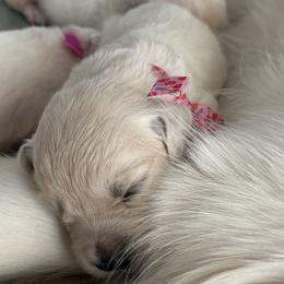 Female - Light golden female Golden Retriever puppy in Myakka City, Florida from MC Goldens