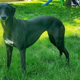 Onyx - Whippet