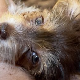 Yorkshire Terriers from Happy Tails