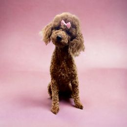 ChiChi - Poodle