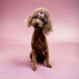 ChiChi - Poodle