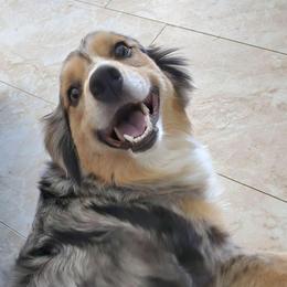 Milly - Australian Shepherd