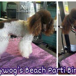 Bingo Full AKC - Parti male Poodle puppy in Summerville, Georgia from Pearly’s Pugs & Pollywog Poodles