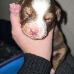 Bulma - Red tri female Miniature Australian Shepherd puppy in Arlington, Texas from CopperHead Aussies