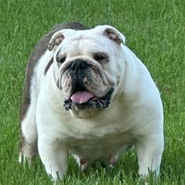 Juicy - Bulldog