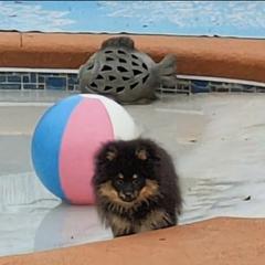 E - Black and tan male Pomeranian puppy in Cocoa, Florida from Pom Coast Pomeranians