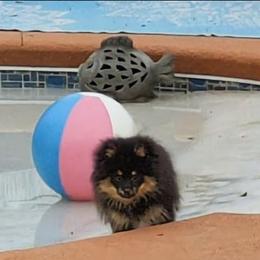 E - Black and tan male Pomeranian puppy in Cocoa, Florida from Pom Coast Pomeranians