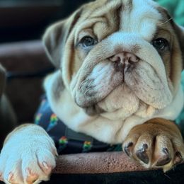 Bulldogs from DR BULLDOGS