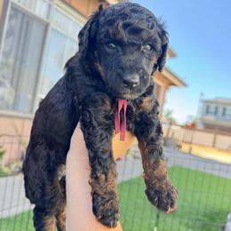 Cinnamon latte - Phantom female Poodle puppy in Grover Beach, California from Central Coast Poodle Paws