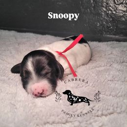 Snoopy - Piebald male Dachshund puppy in Modesto, California from Cabrera Family Kennels