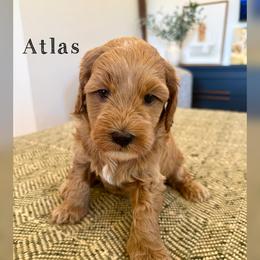 Atlas - Red  male Goldendoodle puppy in Glendale, Arizona from Follow Your Bliss Doodles