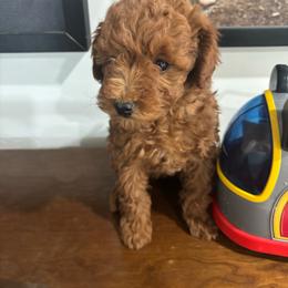 Mickey - Red  male Poodle puppy in Saint George, Utah from Oodles of Poodles