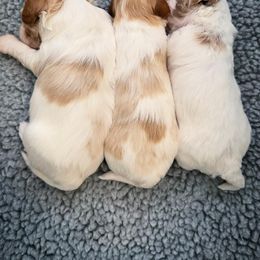 Bernedoodle, Goldendoodle, and Poodle Puppies from Anam Cara Pups